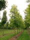 Javor cukrový Born‘s Gracious, na kmienku 180 cm, v črepníku Acer Sacharinum