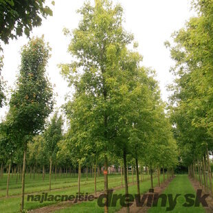 Javor cukrový Born‘s Gracious, na kmienku 180 cm, v črepníku Acer Sacharinum