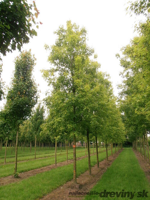 Javor cukrový Born‘s Gracious, na kmienku 180 cm, v črepníku Acer Sacharinum