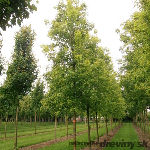 Javor cukrový Born‘s Gracious, na kmienku 180 cm, v črepníku Acer Sacharinum
