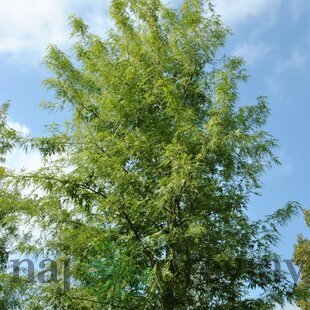 Javor cukrový Born‘s Gracious, na kmienku 200/220 cm, v črepníku Acer Sacharinum