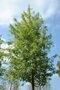 Javor cukrový Born‘s Gracious, na kmienku 200/220 cm, v črepníku Acer Sacharinum