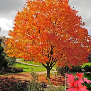 Javor cukrový obvod kmienka 14/16 cm, výška kmienka 180/200 v črepníku 35l Acer Sacharinum