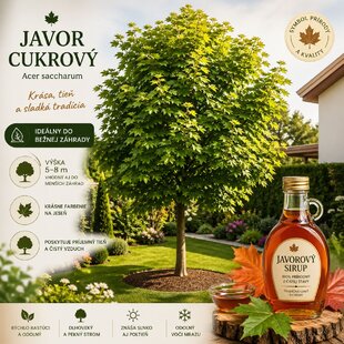 Javor cukrový obvod kmienka 14/16 cm, výška kmienka 180/200 v črepníku 35l Acer Sacharinum