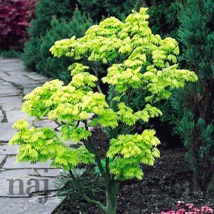 Javor dlaňolistý, 25/35 cm, v črepníku Acer palmatum