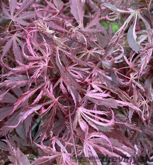 Javor dlaňolistý Extravaganza, výška 80/100 cm, v črepníku C10 Acer Palmatum Extravaganza