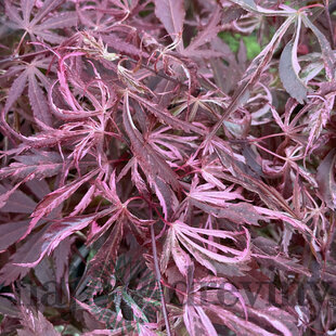 Javor dlaňolistý Extravaganza, výška 80/100 cm, v črepníku C10 Acer Palmatum Extravaganza