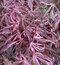 Javor dlaňolistý Extravaganza, výška 80/100 cm, v črepníku C10 Acer Palmatum Extravaganza