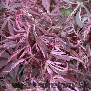 Javor dlaňolistý Extravaganza, výška 80/100 cm, v črepníku C10 Acer Palmatum Extravaganza