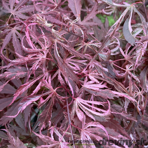 Javor dlaňolistý Extravaganza, výška 80/100 cm, v črepníku C10 Acer Palmatum Extravaganza