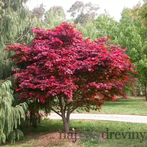 Javor dlaňolistý FG1 160/180 cm v črepníku 25l Acer palmatum