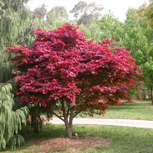 Javor dlaňolistý FG1 160/180 cm v črepníku 25l Acer palmatum