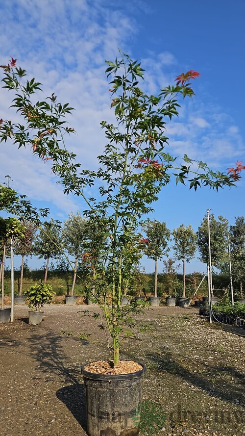 Javor dlaňolistý Fiori D‘Arancio 160/180 cm v črepníku 25l Acer Palmatum Fiori D‘Arancio