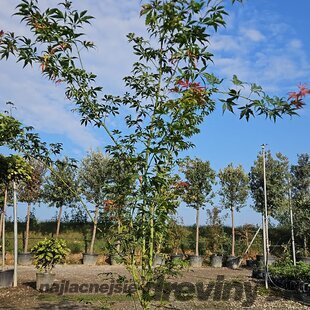 Javor dlaňolistý Fiori D‘Arancio 160/180 cm v črepníku 25l Acer Palmatum Fiori D‘Arancio