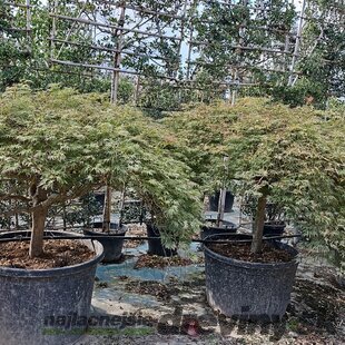 Javor dlaňolistý Garnet & Viridis kmienok 120 cm obvod kmienka 25/30 cm v črepníku 400l SOLITÉR Acer Palmatum Garnet & Viridis 