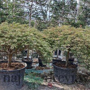 Javor dlaňolistý Garnet & Viridis kmienok 120 cm obvod kmienka 25/30 cm v črepníku 400l SOLITÉR Acer Palmatum Garnet & Viridis