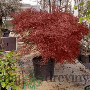 Javor dlaňolistý Garnet, XXL solitér obvod kmienka 18/20 cm, výška 125/150 cm, v črepníku Acer palmatum Garnet