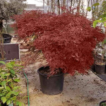 Javor dlaňolistý Garnet, XXL solitér obvod kmienka 18/20 cm, výška 125/150 cm, v črepníku Acer palmatum Garnet