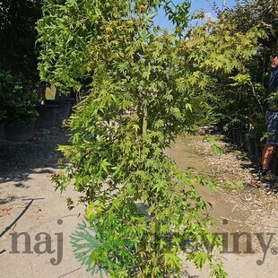 Javor dlaňolistý Green 180/200 v črepníku 35l Acer Palmatum Green