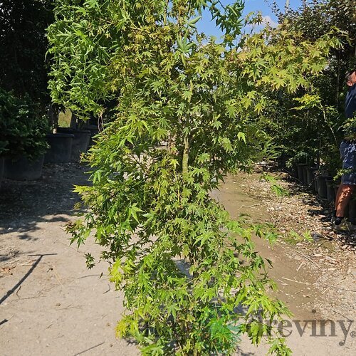 Javor dlaňolistý Green 180/200 v črepníku 35l Acer Palmatum Green