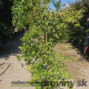 Javor dlaňolistý Green 180/200 v črepníku 35l Acer Palmatum Green