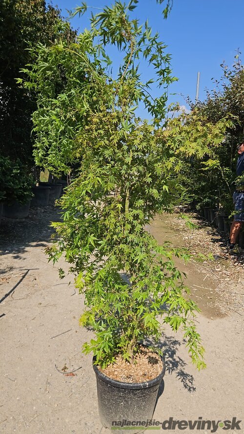 Javor dlaňolistý Green 180/200 v črepníku 35l Acer Palmatum Green