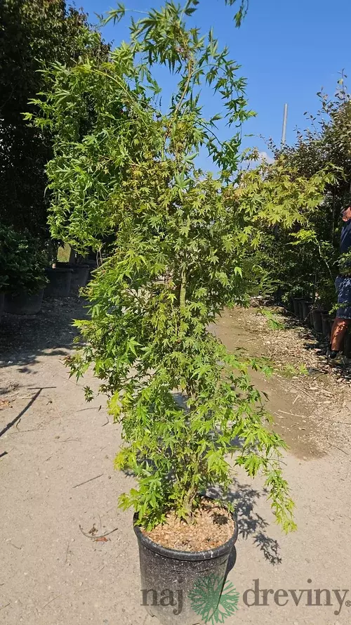 Javor dlaňolistý Green 180/200 v črepníku 35l Acer Palmatum Green