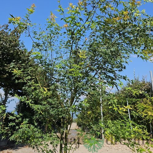 Javor dlaňolistý Green 200/250 v črepníku 50l Acer palmatum Green