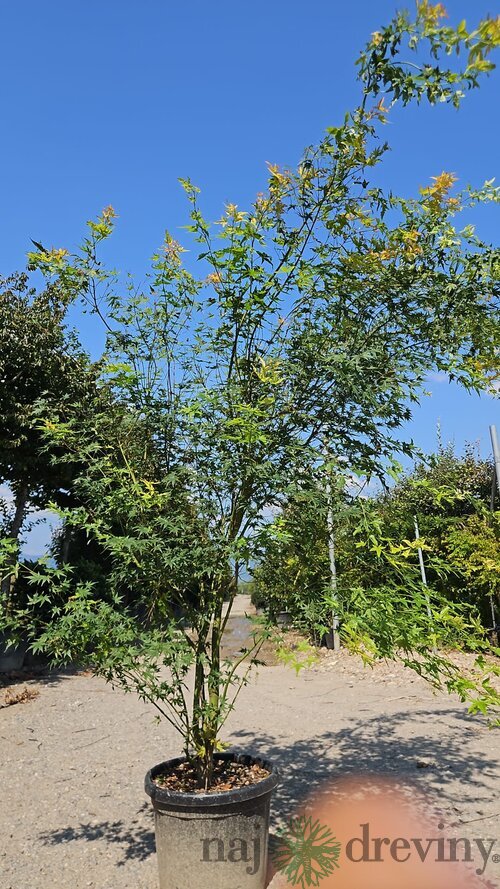 Javor dlaňolistý Green 200/250 v črepníku 50l Acer palmatum Green