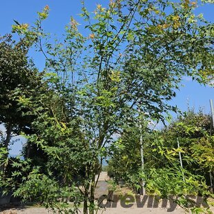 Javor dlaňolistý Green 200/250 v črepníku 50l Acer palmatum Green