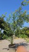 Javor dlaňolistý Green 200/250 v črepníku 50l Acer palmatum Green
