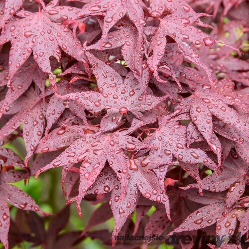 Javor dlaňolistý Hime-shojo, na kmienku 80 cm, v črepníku C10 Acer Palmatum Hime-shojo