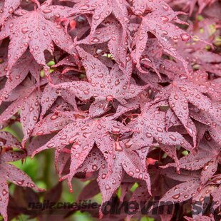 Javor dlaňolistý Hime-shojo, na kmienku 80 cm, v črepníku C10 Acer Palmatum Hime-shojo
