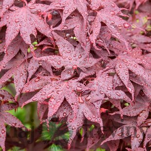 Javor dlaňolistý Hime-shojo, na kmienku 80 cm, v črepníku C10 Acer Palmatum Hime-shojo