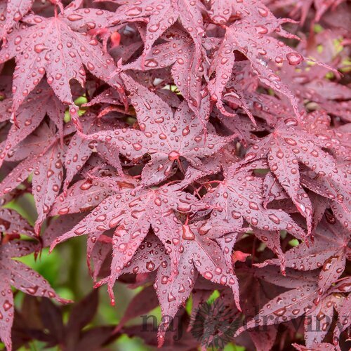 Javor dlaňolistý Hime-shojo, na kmienku 80 cm, v črepníku C10 Acer Palmatum Hime-shojo