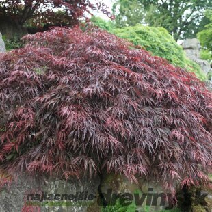 Javor dlaňolistý Inaba-shidare, na kmienku 80 cm, v črepníku Acer palmatum Inaba-shidare