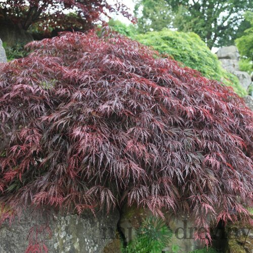 Javor dlaňolistý Inaba-shidare, na kmienku 80 cm, v črepníku Acer palmatum Inaba-shidare