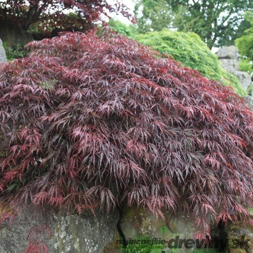 Javor dlaňolistý Inaba-shidare, na kmienku 80 cm, v črepníku Acer palmatum Inaba-shidare