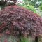 Javor dlaňolistý Inaba-shidare, na kmienku 80 cm, v črepníku Acer palmatum Inaba-shidare
