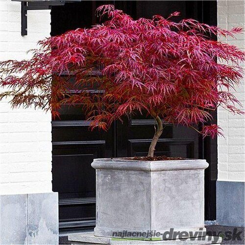 Javor dlaňolistý-japonský Fire Cracker, na kmienku 80/100 cm, celková výška 110/130 cm, v črepníku Acer palmatum Fire Cracker
