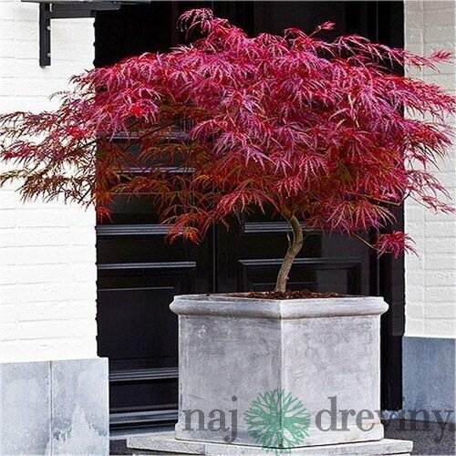 Javor dlaňolistý-japonský Fire Cracker, na kmienku 80/100 cm, celková výška 110/130 cm, v črepníku Acer palmatum Fire Cracker