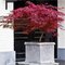Javor dlaňolistý-japonský Fire Cracker, na kmienku 80/100 cm, celková výška 110/130 cm, v črepníku Acer palmatum Fire Cracker