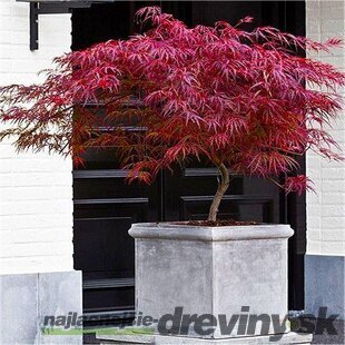 Javor dlaňolistý-japonský Fire Cracker, na kmienku 80/100 cm, celková výška 110/130 cm, v črepníku Acer palmatum Fire Cracker