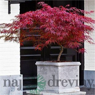 Javor dlaňolistý-japonský Fire Cracker, na kmienku 80/100 cm, celková výška 110/130 cm, v črepníku Acer palmatum Fire Cracker