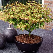 Javor dlaňolistý-japonský Little Princess na kmienku 80/100 cm celková výška 110/130 cm v črepníku Acer palmatum Little Princess