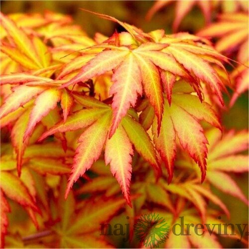 Javor dlaňolistý-japonský Orange Dream na kmienku 80/100 cm celková výška 110/130 cm v črepníku Acer palmatum Orange Dream