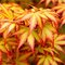 Javor dlaňolistý-japonský Orange Dream na kmienku 80/100 cm celková výška 110/130 cm v črepníku Acer palmatum Orange Dream