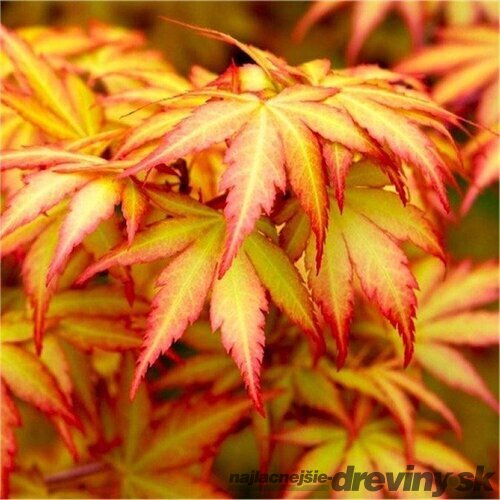 Javor dlaňolistý-japonský Orange Dream na kmienku 80/100 cm celková výška 110/130 cm v črepníku Acer palmatum Orange Dream