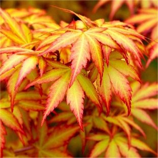 Javor dlaňolistý-japonský Orange Dream na kmienku 80/100 cm celková výška 110/130 cm v črepníku Acer palmatum Orange Dream