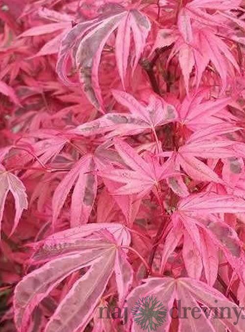 Javor dlaňolistý-japonský Pink Passion, na kmienku 80/100 cm, celková výška 110/130 cm, v črepníku Acer palmatum Pink Passion